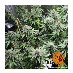 Barneys Farm LSD | Feminisiert | 5 Samen