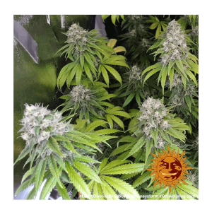 Barneys Farm LSD | Feminisiert | 5 Samen