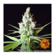 Barneys Farm LSD | Feminisiert | 5 Samen