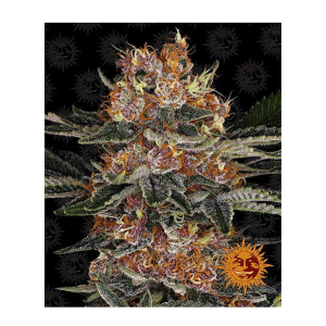 Barneys Farm Purple Punch | Automatik | 3 Samen
