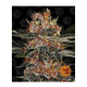 Barneys Farm Purple Punch | Automatik | 3 Samen