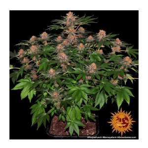 Barneys Farm Purple Punch | Feminisiert | 10 Samen