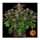 Barneys Farm Purple Punch | Feminisiert | 10 Samen