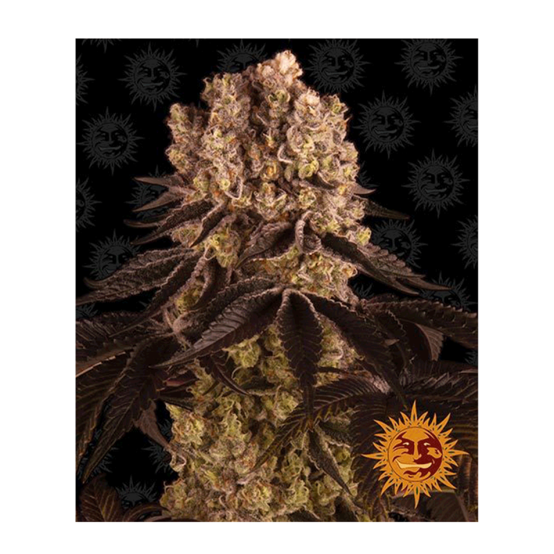 Barneys Farm Purple Punch | Feminisiert | 5 Samen