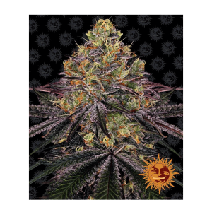 Barneys Farm Watermelon Zkittlez | Feminisiert | 5 Samen