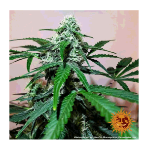 Barneys Farm Zkittlez OG | Automatik | 3 Samen