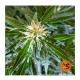 Barneys Farm Zkittlez OG | Automatik | 3 Samen