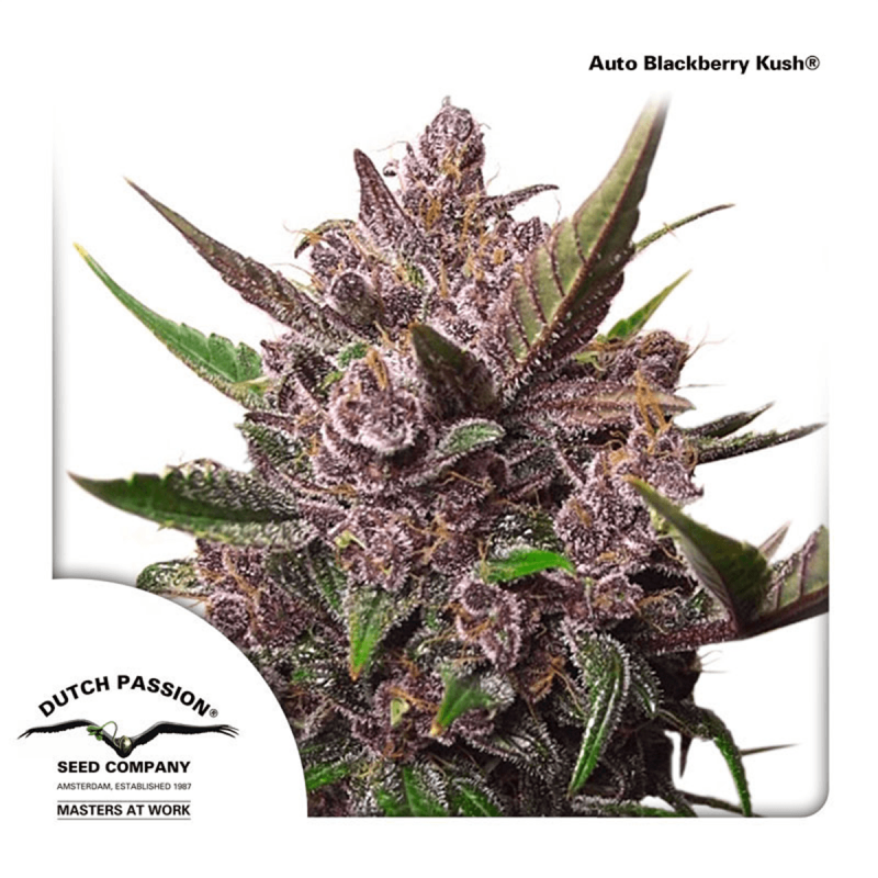 Dutch Passion Auto Blackberry Kush | Automatik | 3 Samen