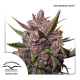Dutch Passion Auto Blackberry Kush | Automatik | 3 Samen