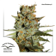 Dutch Passion Auto Blueberry | Automatik | 7 Samen