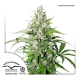 Dutch Passion Auto Cinderella Jack | Automatik | 7 Samen