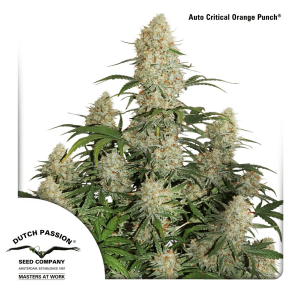 Dutch Passion Auto Critical Orange Punch | Automatik | 3 Samen