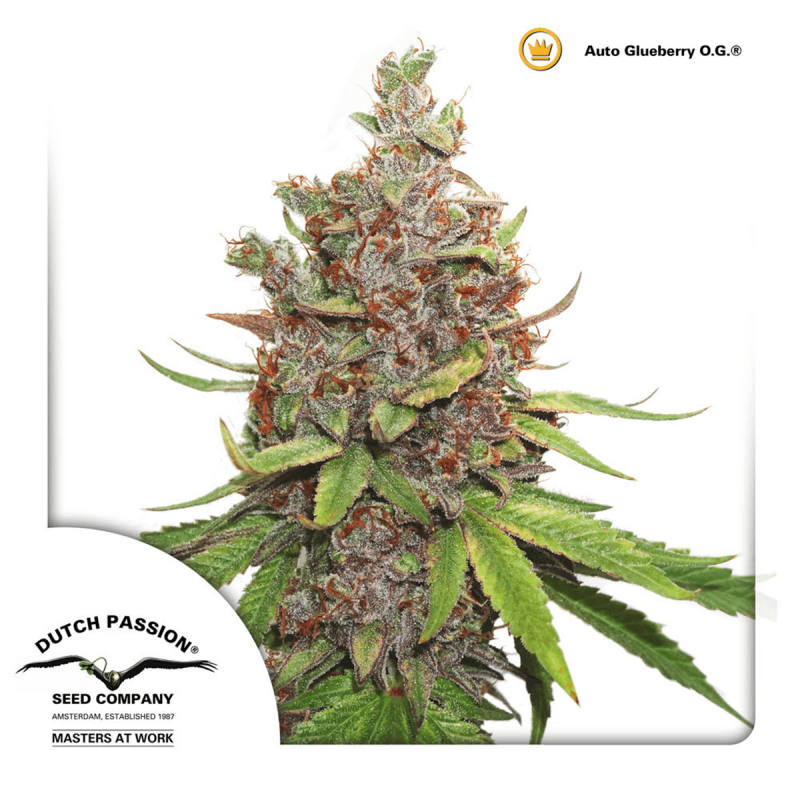 Dutch Passion Auto Glueberry O.G. | Automatik | 3 Samen