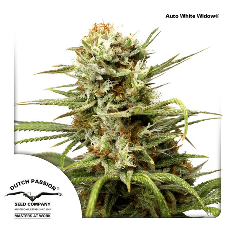 Dutch Passion Auto White Widow | Automatik | 3 Samen