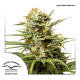 Dutch Passion Auto White Widow | Automatik | 3 Samen