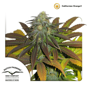 Dutch Passion Californian Orange | Feminisiert | 10 Samen