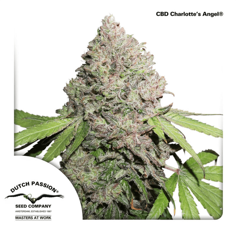 Dutch Passion CBD Charlottes Angel | Feminisiert | 10 Samen