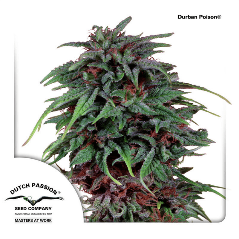 Dutch Passion Durban Poison | Feminisiert | 5 Samen