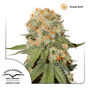 Dutch Passion Orange Bud | Feminisiert | 10 Samen
