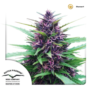 Dutch Passion Shaman | Feminisiert | 5 Samen