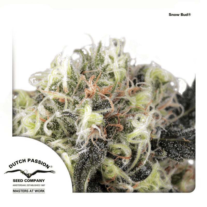 Dutch Passion Snow Bud | Feminisiert | 10 Samen