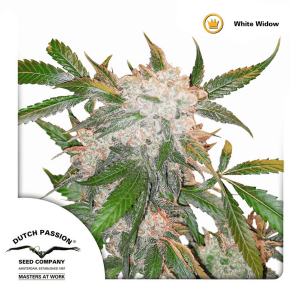 Dutch Passion White Widow | Feminisiert | 10 Samen
