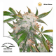 Dutch Passion White Widow | Feminisiert | 10 Samen