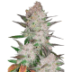 Fast Buds Cream Cookies | Automatik | 3 Samen