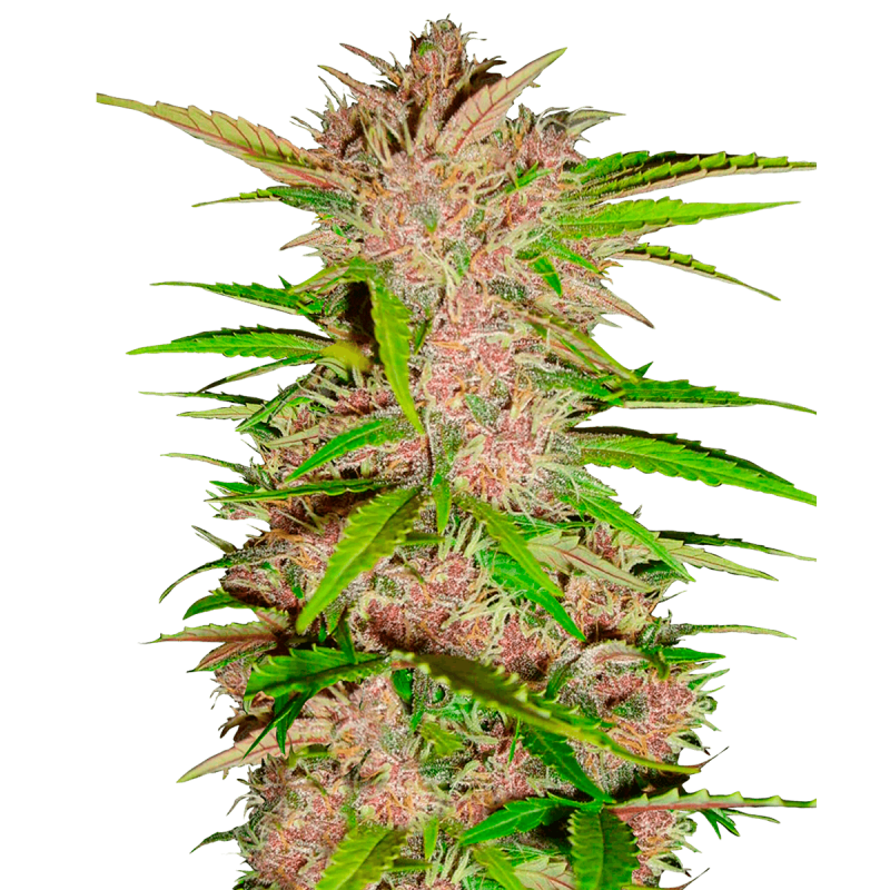 Fast Buds Fastberry | Automatik | 3 Samen