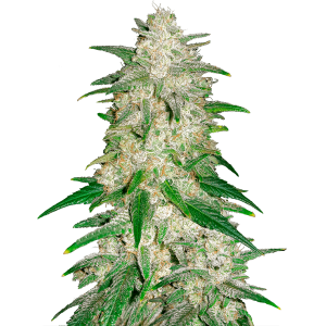 Fast Buds Gelato | Automatik | 3 Samen