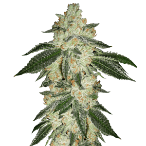 Fast Buds Green Crack | Automatik | 3 Samen