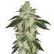 Fast Buds Green Crack | Automatik | 3 Samen