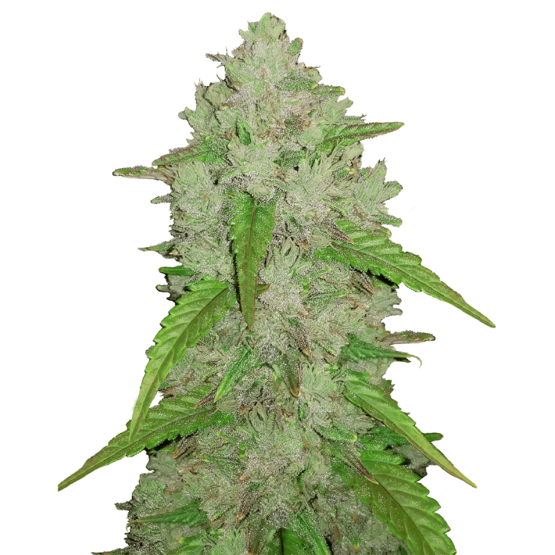 Fast Buds Original Amnesia Haze | Automatik | 3 Samen