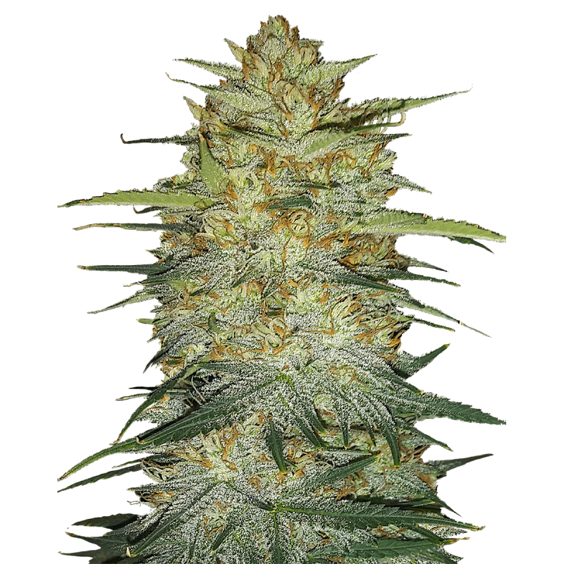 Fast Buds Original OG Kush | Automatik | 3 Samen