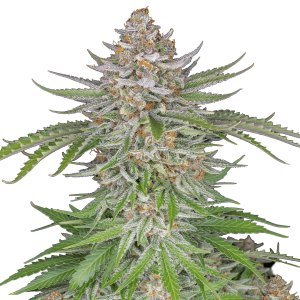 Fast Buds Strawberry Pie | Automatik | 3 Samen