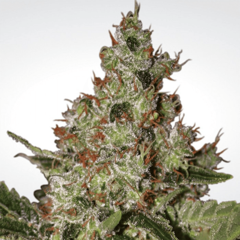 Paradise Seeds Acid - Feminized - 10 seeds