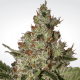 Paradise Seeds Acid - Feminized - 10 seeds