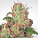 Paradise Seeds Auto Acid  -  Automatik  -  10 Samen