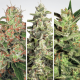 Paradise Seeds Auto Collection Pack #2 - Automatic - 6 seeds