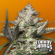 Paradise Seeds Auto Kong 4 - Automatic - 10 seeds