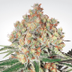 Paradise Seeds Auto Wappa - Automatic - 10 seeds