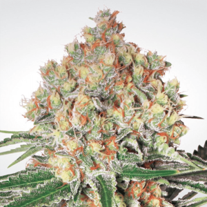 Paradise Seeds Auto Wappa  -  Automatik  -  5 Samen