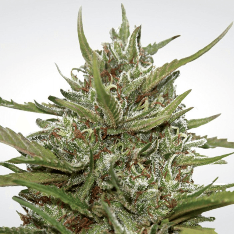 Paradise Seeds Auto White Berry - Automatic - 10 seeds