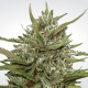 Paradise Seeds Auto White Berry - Automatic - 10 seeds