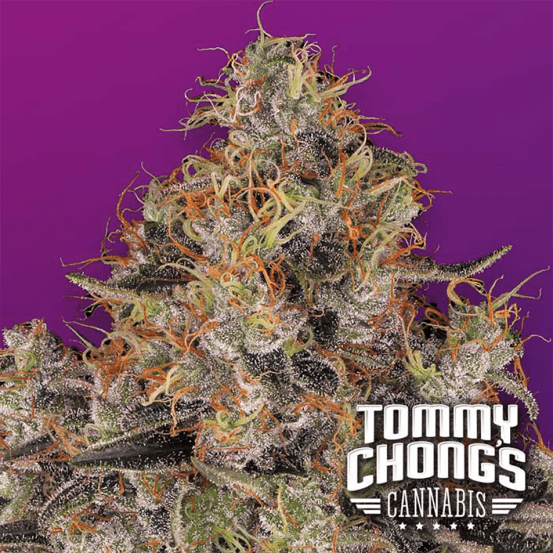Paradise Seeds Blue Kush Berry | Tommy Chongs collection | Feminisiert | 10 Samen