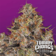 Paradise Seeds Blue Kush Berry | Tommy Chongs collection | Feminisiert | 5 Samen