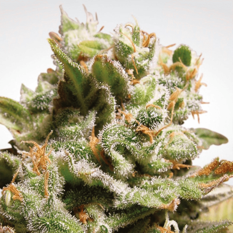 Paradise Seeds Dutch Dragon | Feminisiert | 10 Samen