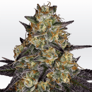 Paradise Seeds El Dorado OG | Feminisiert | 10 Samen