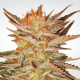 Paradise Seeds Ice Cream | Feminisiert | 5 Samen