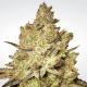 Paradise Seeds Jacky White | Feminisiert | 5 Samen